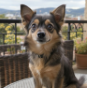 Small dog on a balcony